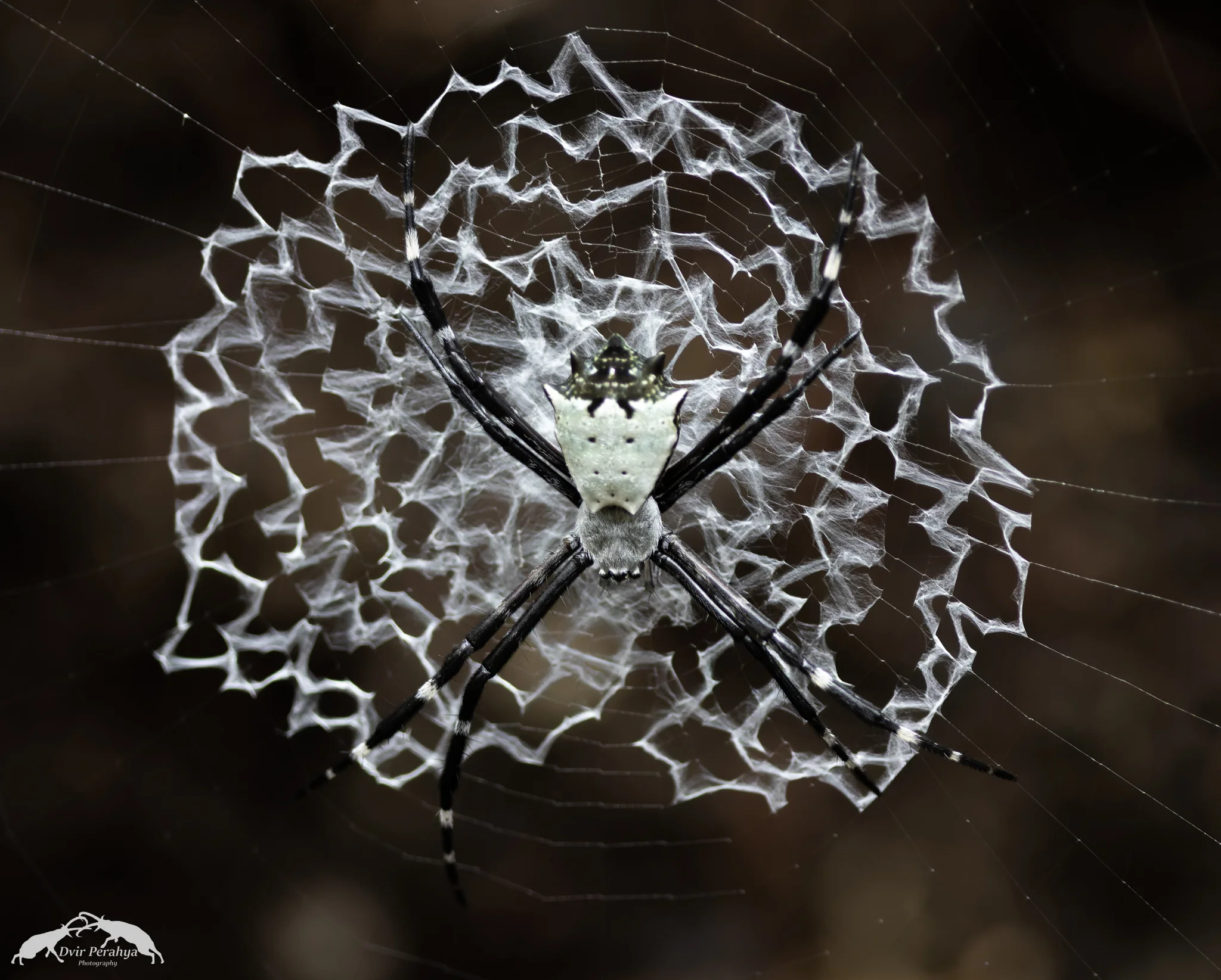 Orb-weaver spider, Carara
